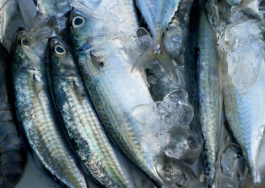 Pazarda taze balık.