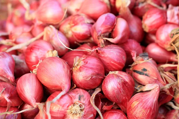 Scalogno - asiatica cipolla rossa nel mercato — Foto Stock