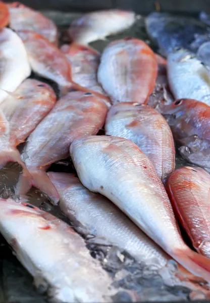 Färsk fisk på marknaden. — Stockfoto