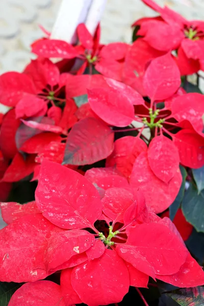 Árbol rojo en el jardín —  Fotos de Stock