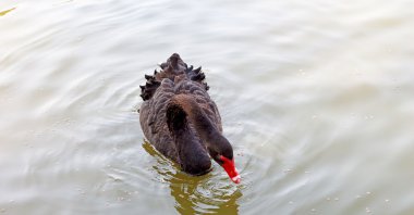 Siyah bir kuğu yüzüyor.