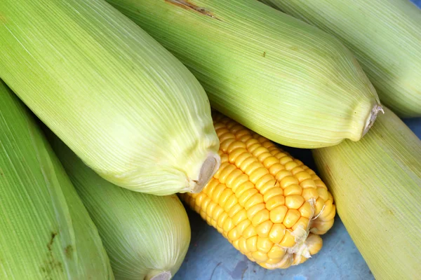 Fresh sweet corn in the market — Stock Photo, Image