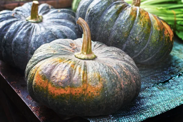 Fresh green pumpkin in the market — Stock Photo, Image