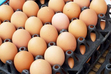 kahverengi yumurta çiftliği