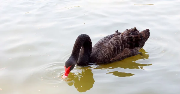 Nadando un cisne negro. —  Fotos de Stock