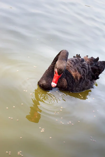 Ein schwarzer Schwan schwimmt. — Stockfoto