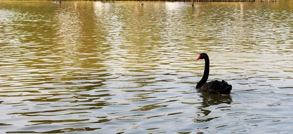Swimming a black swan. — Stock Photo, Image
