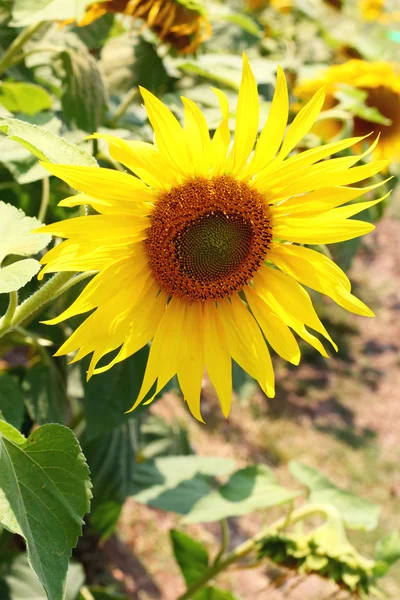 Leuchtend gelbe Sonnenblumen in der Natur — Stockfoto