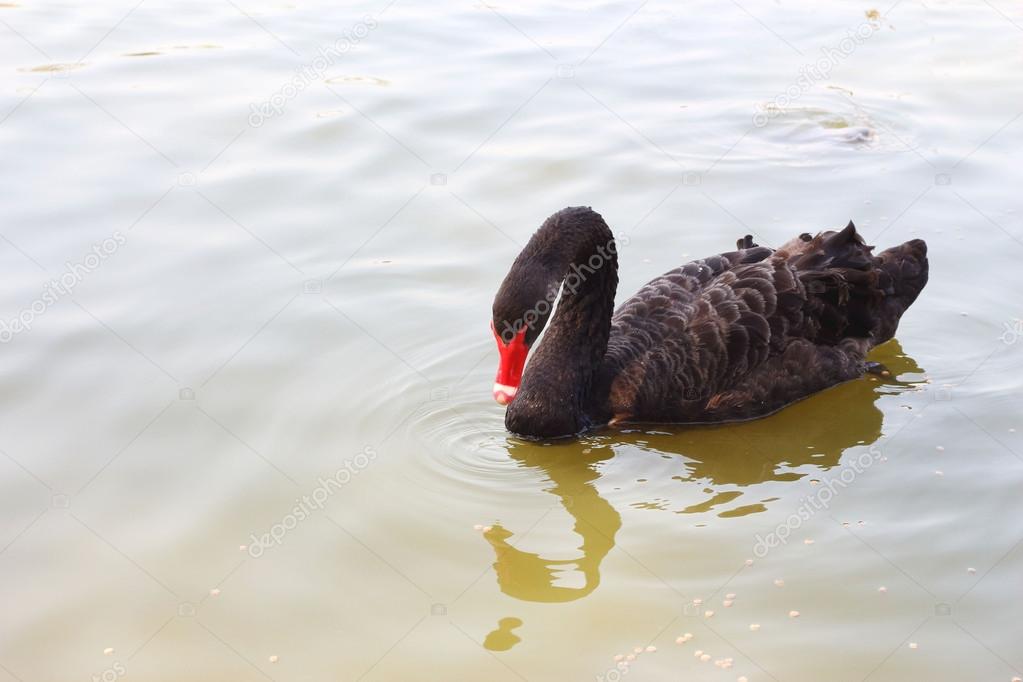 Swimming a black swan.