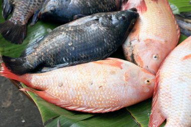 Pazarda taze balık.