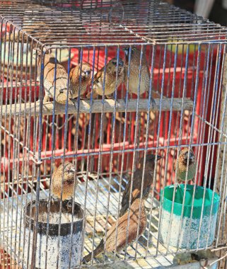 Serçeler tapınakta serbest bırakılmak üzere tutsak alındı.. 