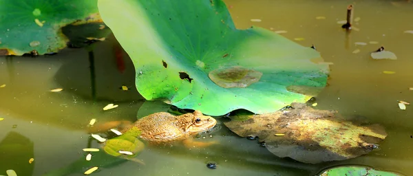 カエルと自然の中で緑の葉. — ストック写真