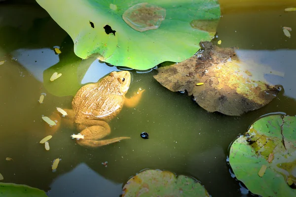 Frösche und grüne Blätter in der Natur. — Stockfoto