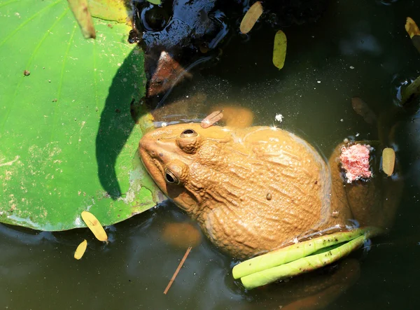 カエルと自然の中で緑の葉. — ストック写真