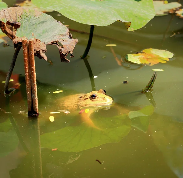 Frösche und grüne Blätter in der Natur. — Stockfoto