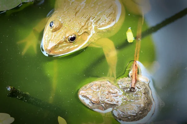 カエルと自然の中で緑の葉. — ストック写真