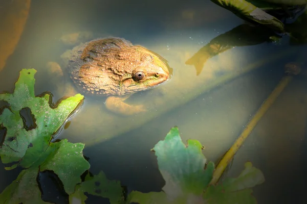 Sapos e folhas verdes na natureza . — Fotografia de Stock