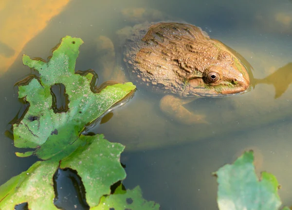 カエルと自然の中で緑の葉. — ストック写真