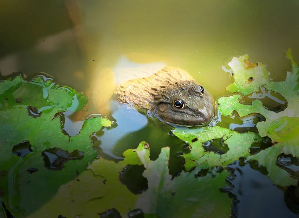 Žáby a zelenými listy v přírodě. — Stock fotografie