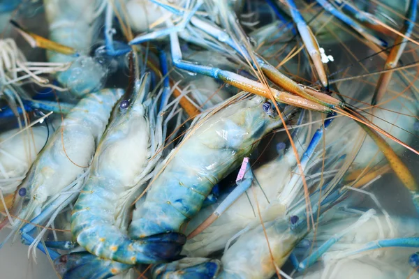 Crevettes fraîches sur le marché — Photo