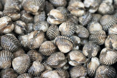 Markette taze istiridye