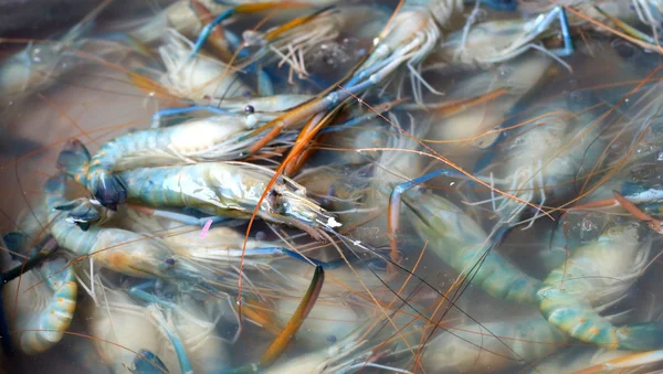 Fresh shrimp in the market — Stock Photo, Image