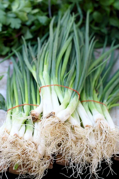 Close up of spring onions — Stock Photo, Image