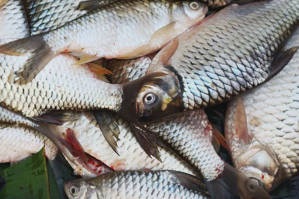 市場で獲れた新鮮な魚は. — ストック写真