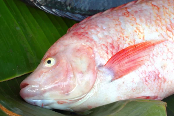 Ikan segar di pasar. — Stok Foto