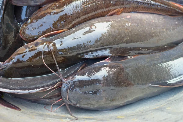 市場で獲れた新鮮な魚は. — ストック写真