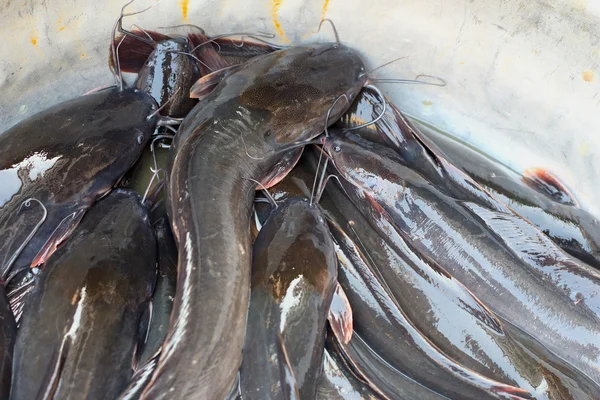 Frischer Fisch auf dem Markt. — Stockfoto