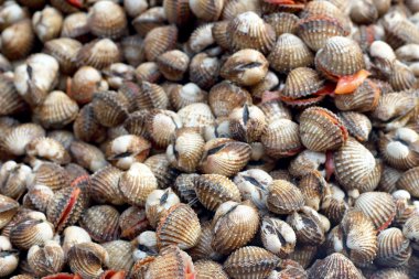 taze cockle yakın çekim