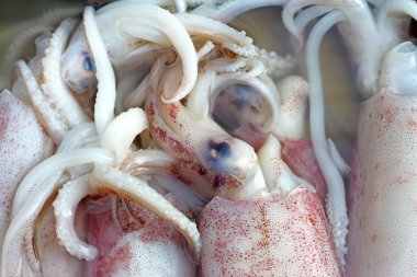 Piyasada taze mürekkep balığı