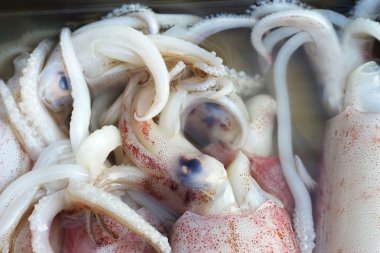 Piyasada taze mürekkep balığı