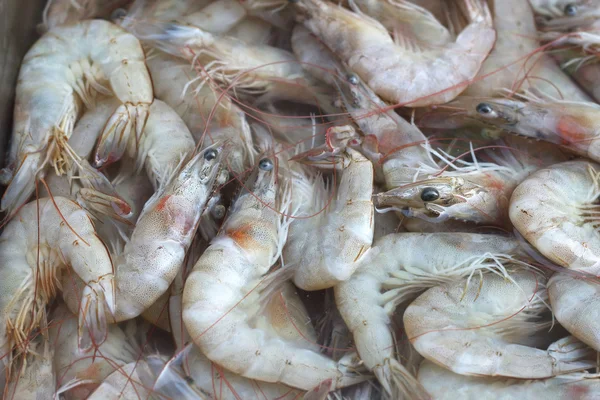 Camarão fresco no mercado — Fotografia de Stock