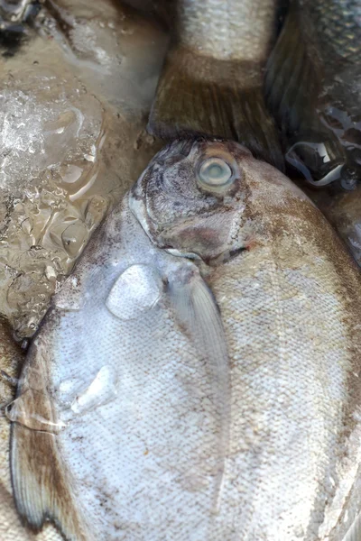 Färsk fisk på marknaden. — Stockfoto