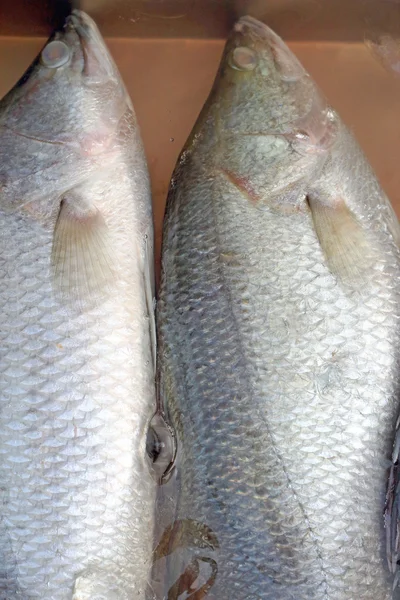 Pescado fresco en el mercado. — Foto de Stock