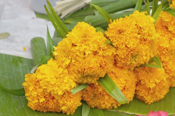 Marigold çiçek pazarında — Stok fotoğraf