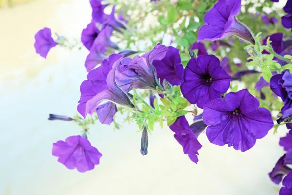 庭でペチュニアの花 — ストック写真