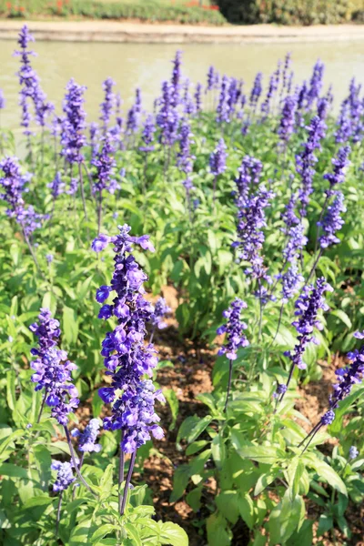 Gebied van salvia paarse bloemen — Stockfoto