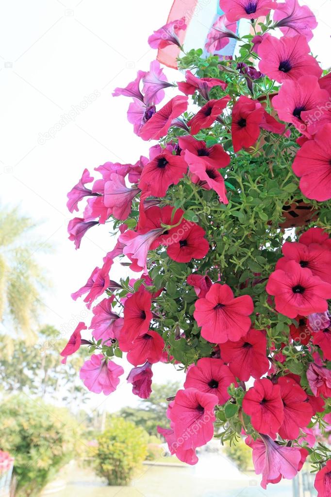 Petunias flower in the garden