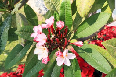 pembe frangipani çiçek ağaç üzerinde