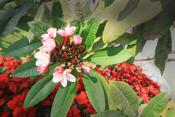 분홍색 frangipani 꽃 나무에 — 스톡 사진