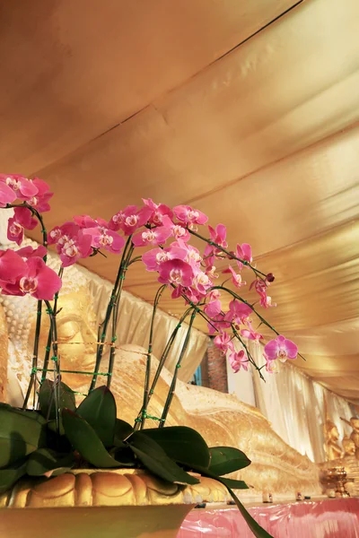 Orkidéer blomma i thailand tempel — Stockfoto