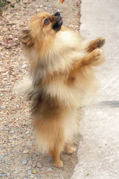 Cão jogando hop - marrom da Pomerânia . — Fotografia de Stock