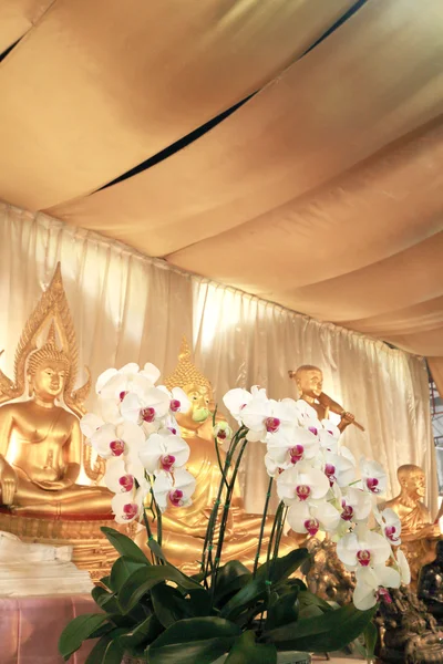 Orchidej květina v Thajsku chrámu — Stock fotografie