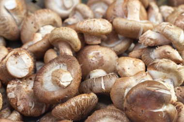 taze shiitake mantar zemin üzerine