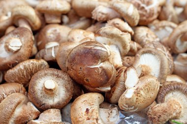 taze shiitake mantar zemin üzerine