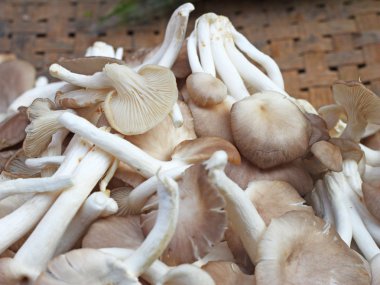 Piyasadaki mantarlar