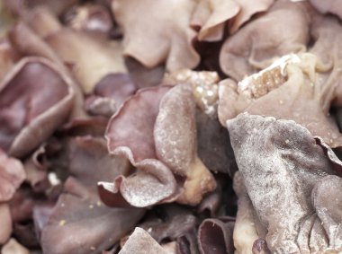 shiitake mantar pazarında